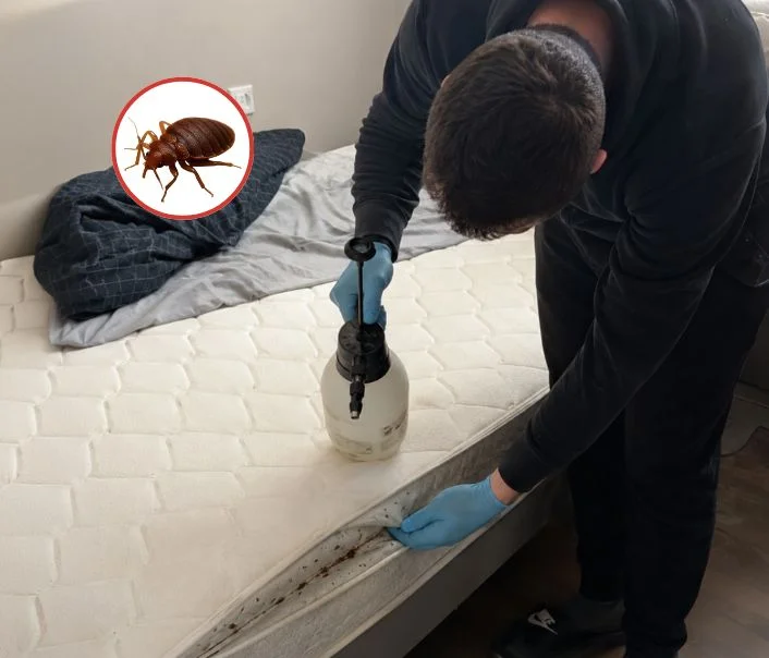 Technicien traitant un matelas contre les punaises de lit à Linas